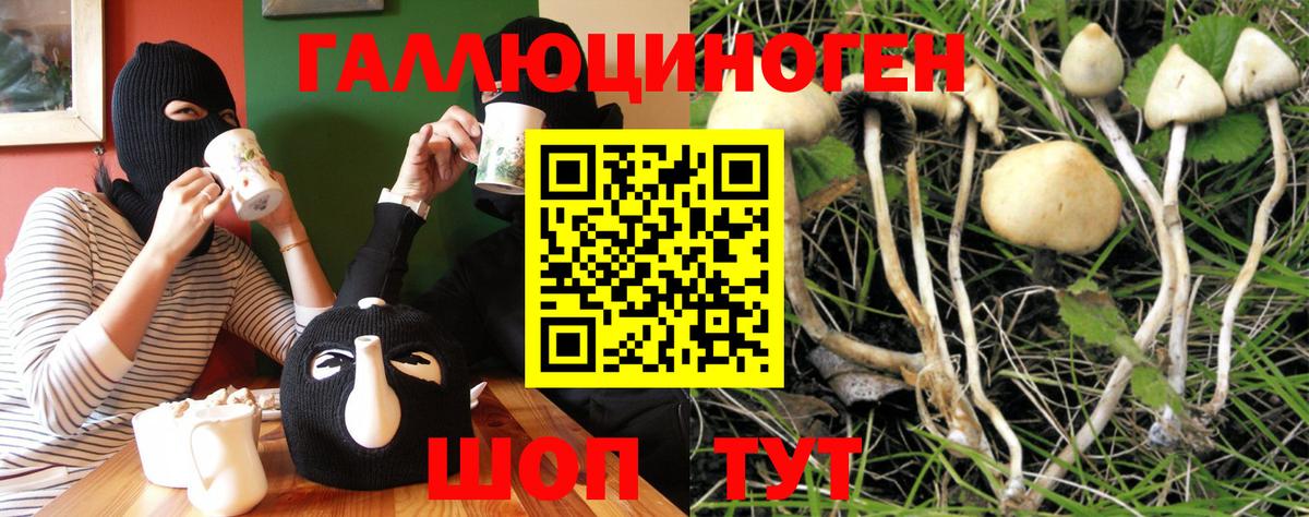 Галлюциногенные грибы Psilocybe Удомля